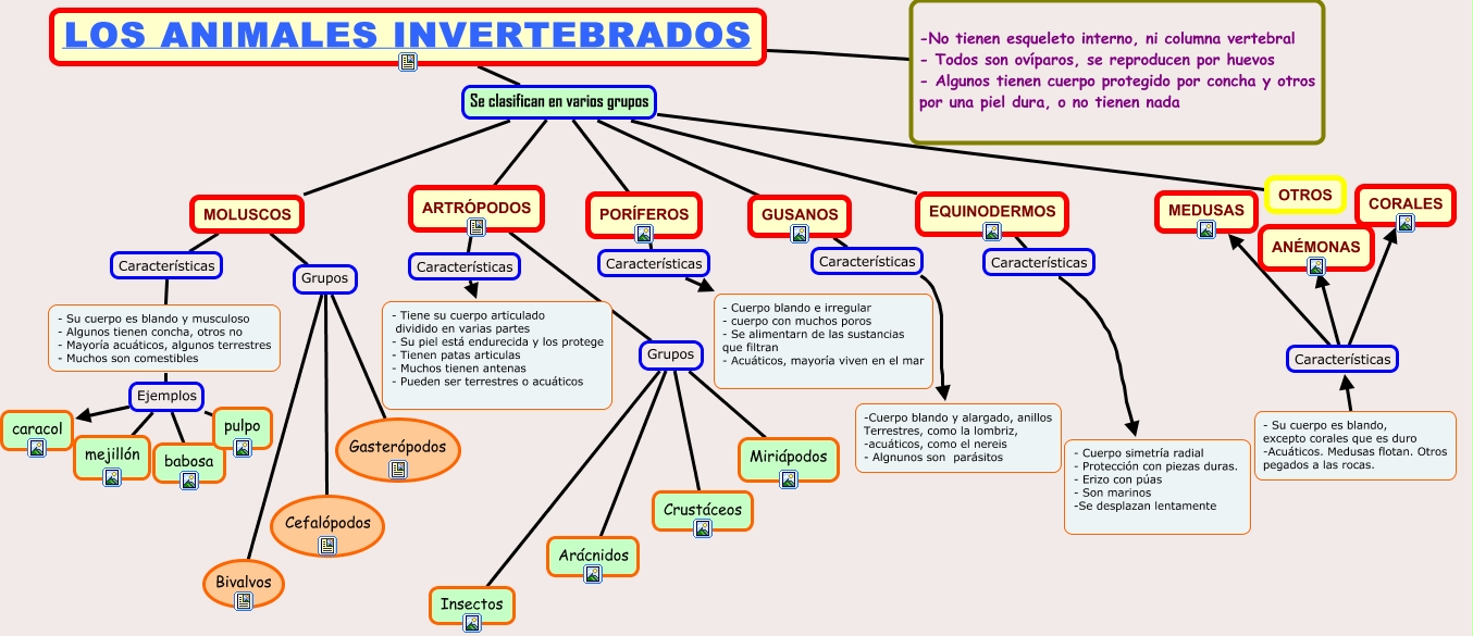 ANIMALES INVERTEBRADOS características y clases